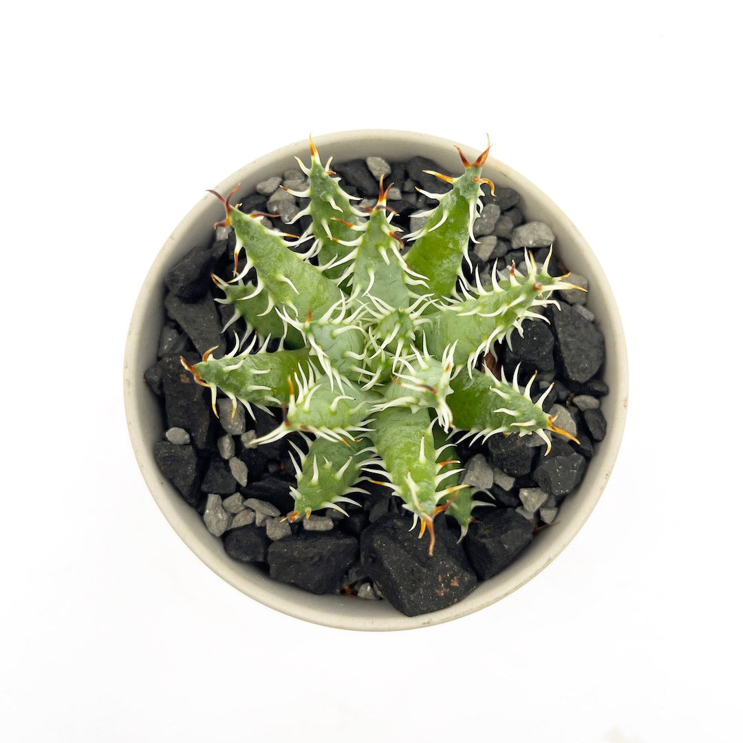 アロエ エリナケア POT SET