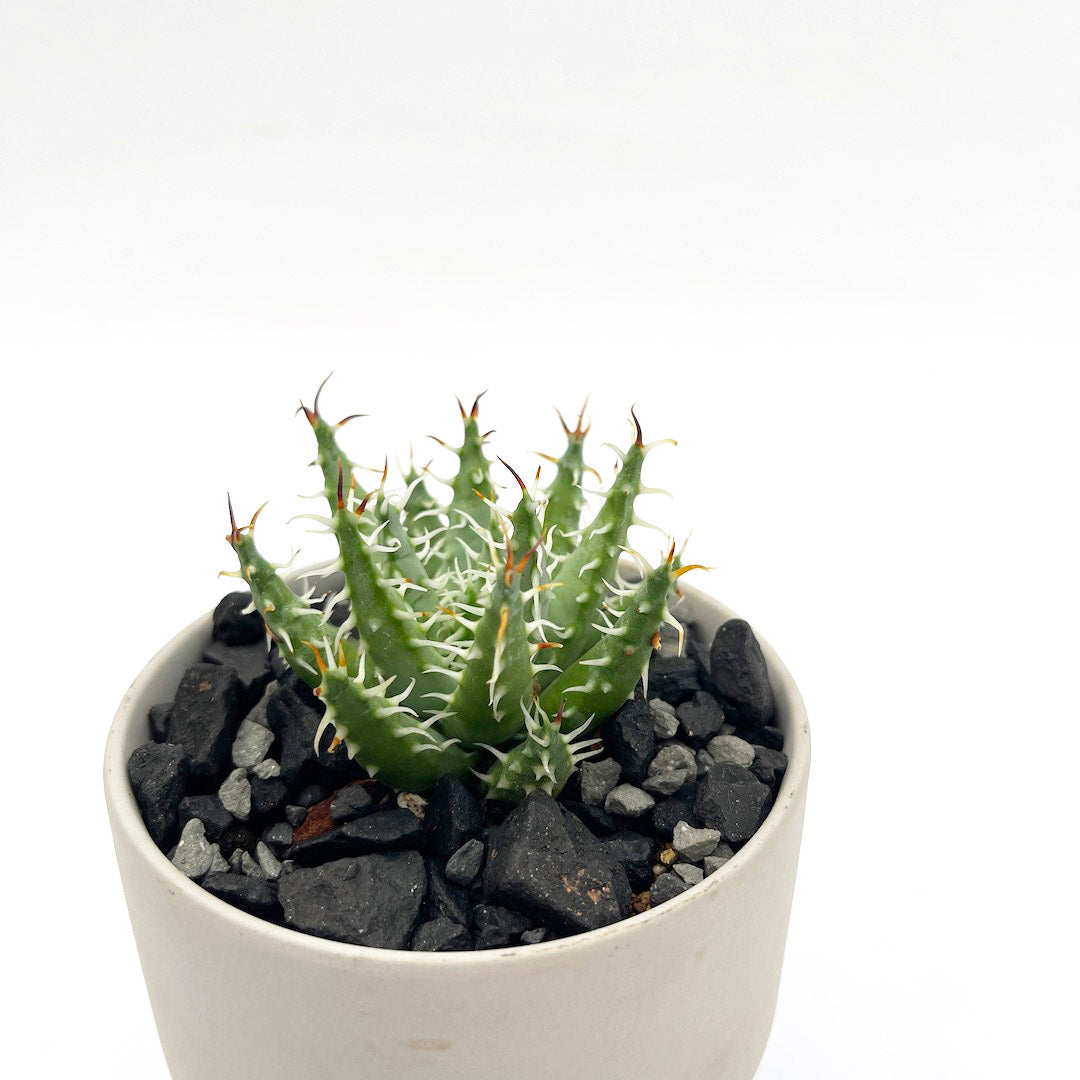 アロエ エリナケア POT SET