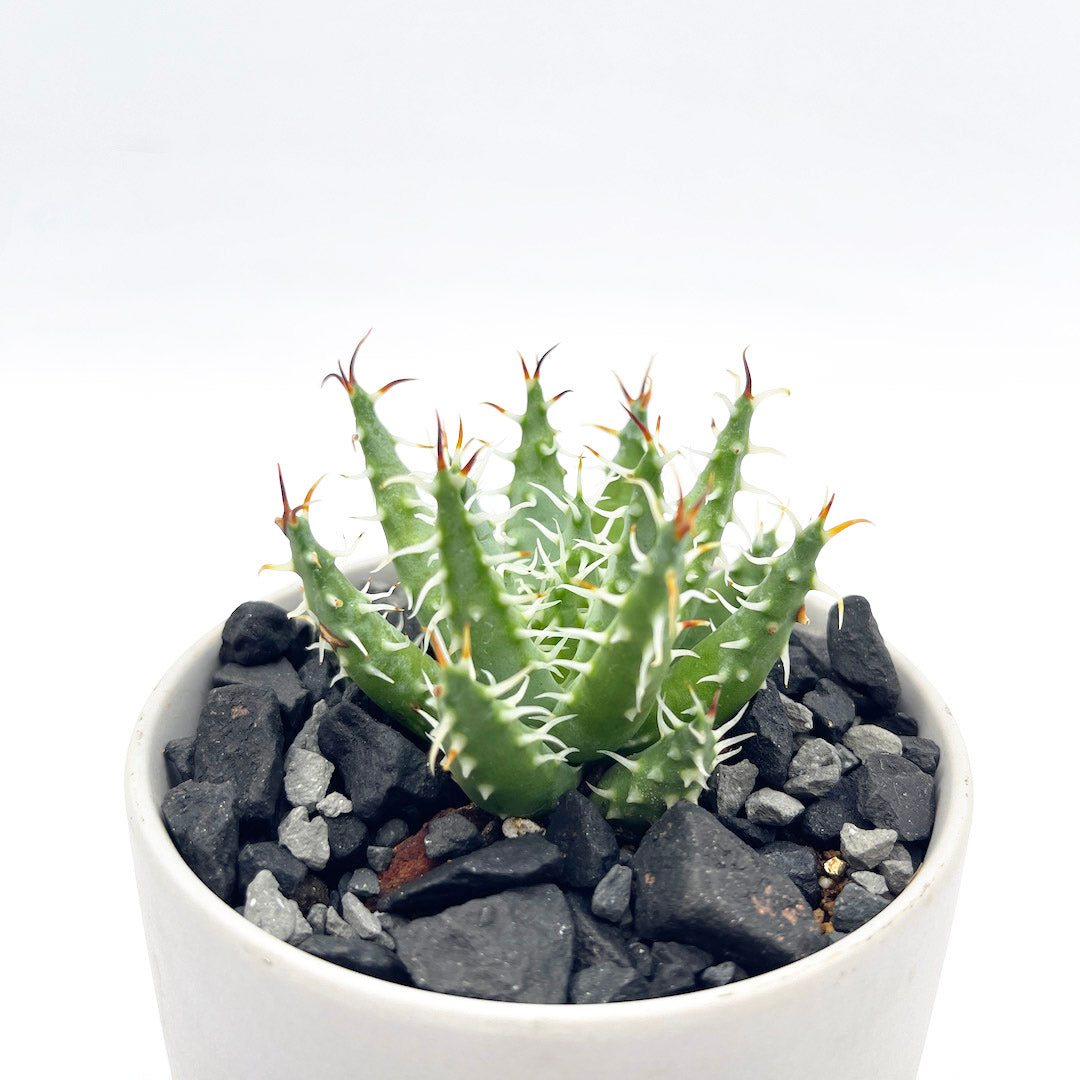 アロエ エリナケア POT SET