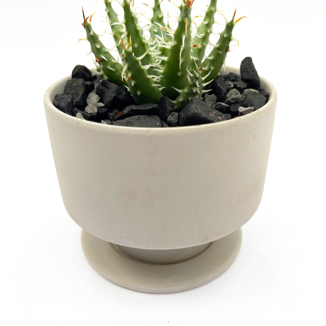 アロエ エリナケア POT SET