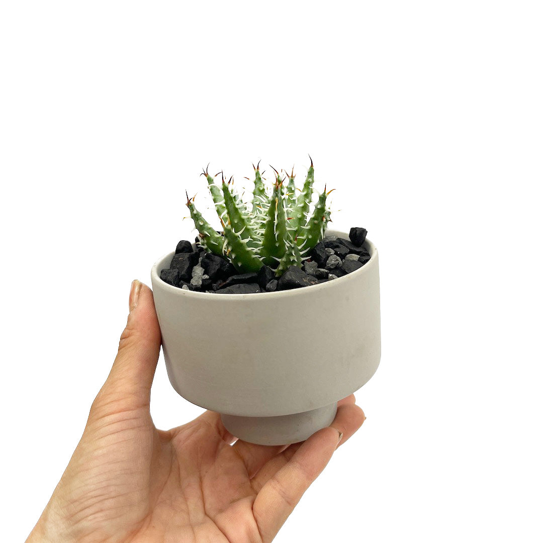 アロエ エリナケア POT SET