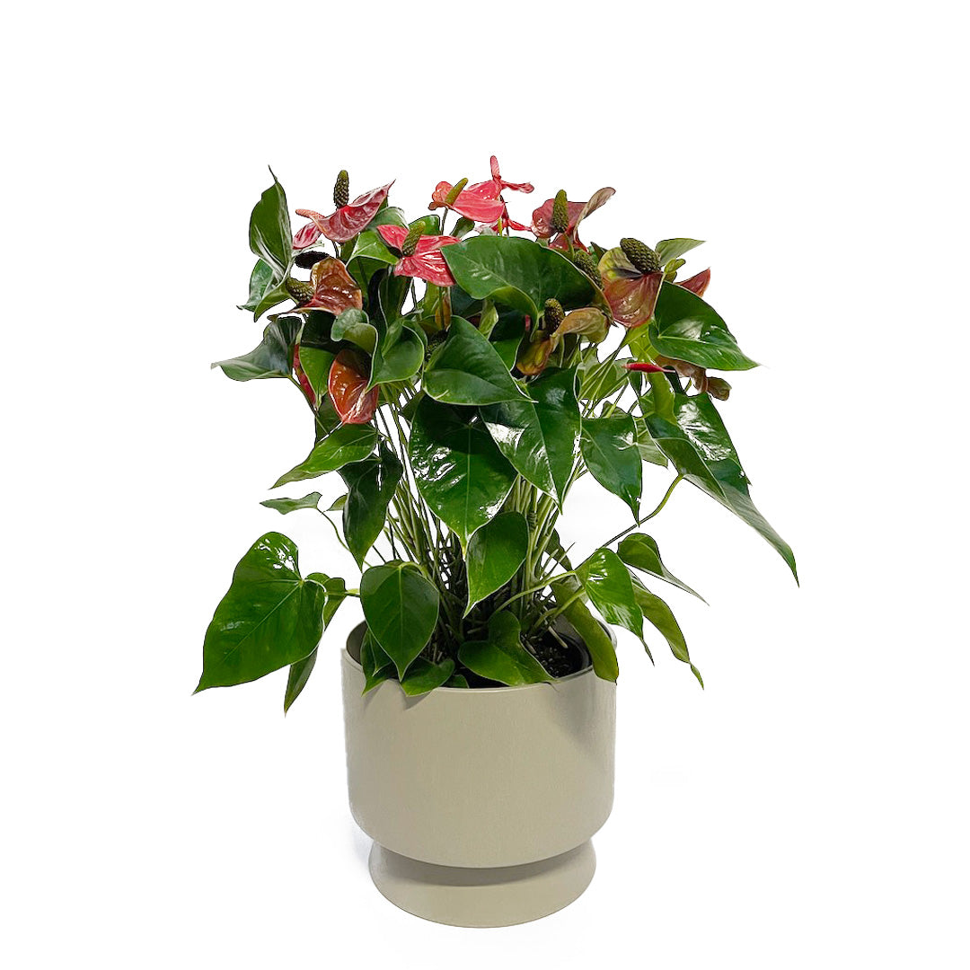 SETご提案品 : アンスリウムシエラマジック用POT