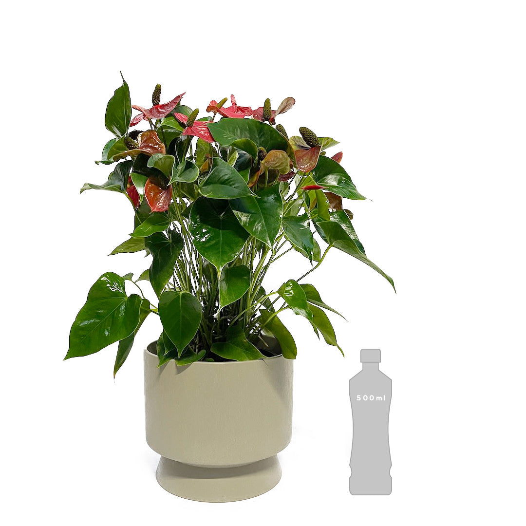 SETご提案品 : アンスリウムシエラマジック用POT