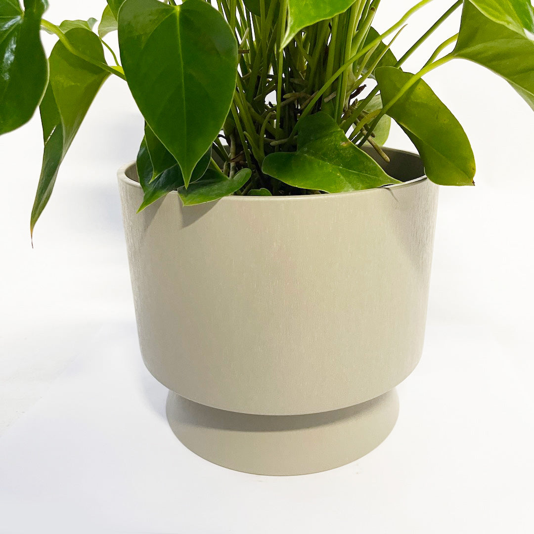 SETご提案品 : アンスリウムシエラマジック用POT