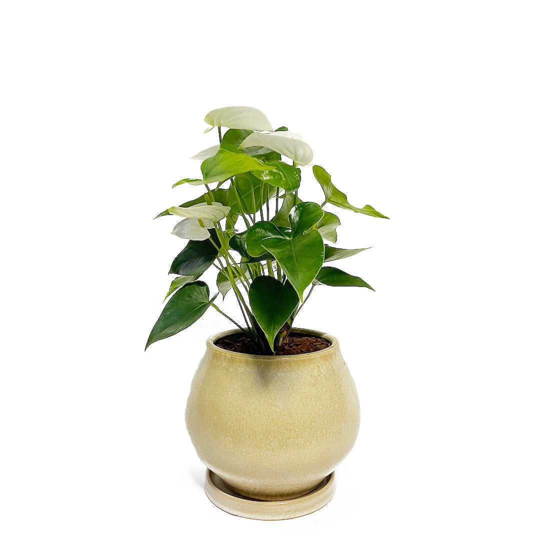 アンスリウム ホワイト POT SET
