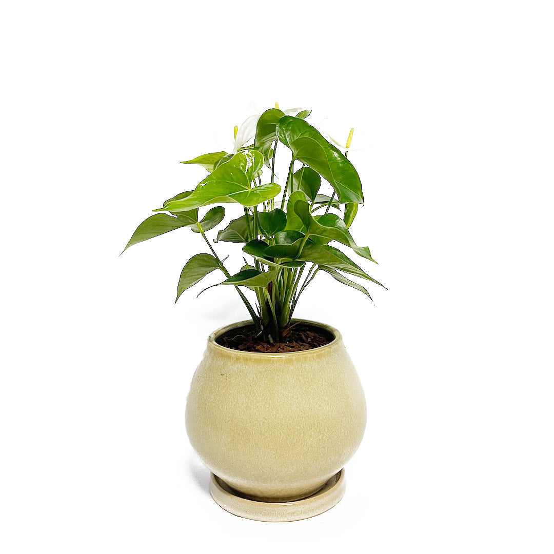 アンスリウム ホワイト POT SET