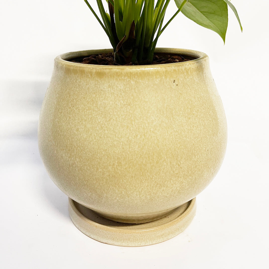 アンスリウム ホワイト POT SET