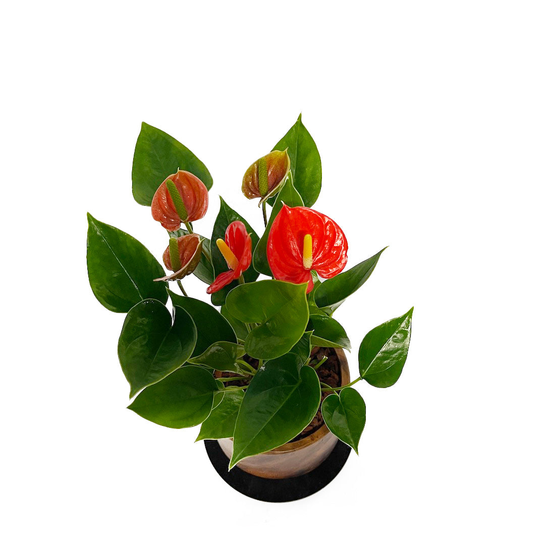 アンスリウム だいだい POT SET