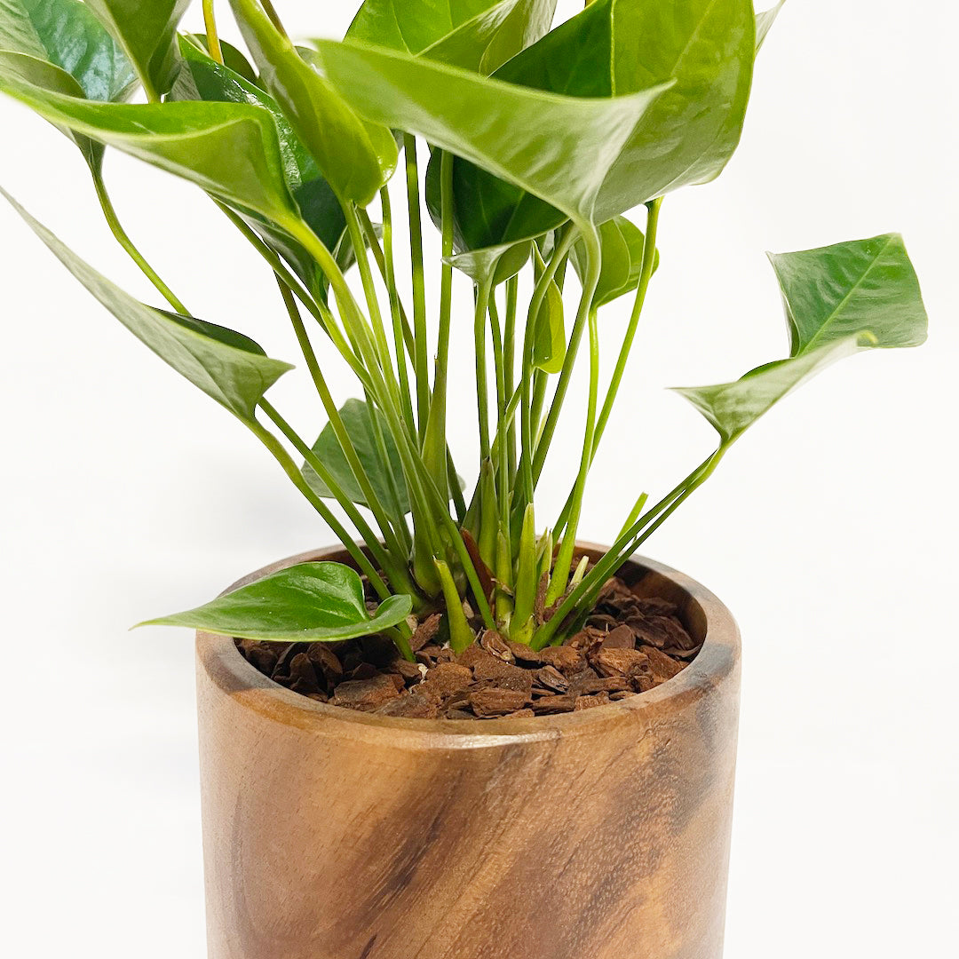 アンスリウム だいだい POT SET