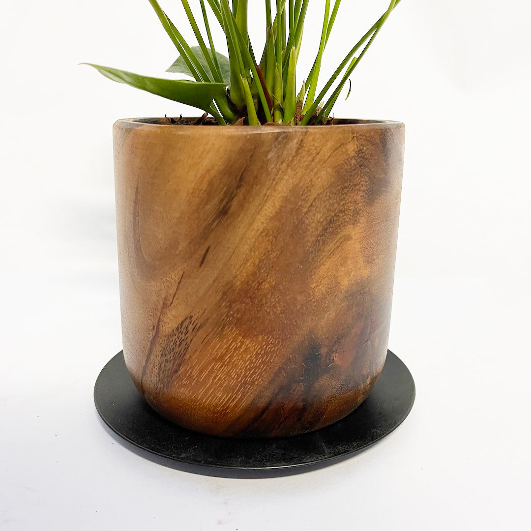 アンスリウム だいだい POT SET