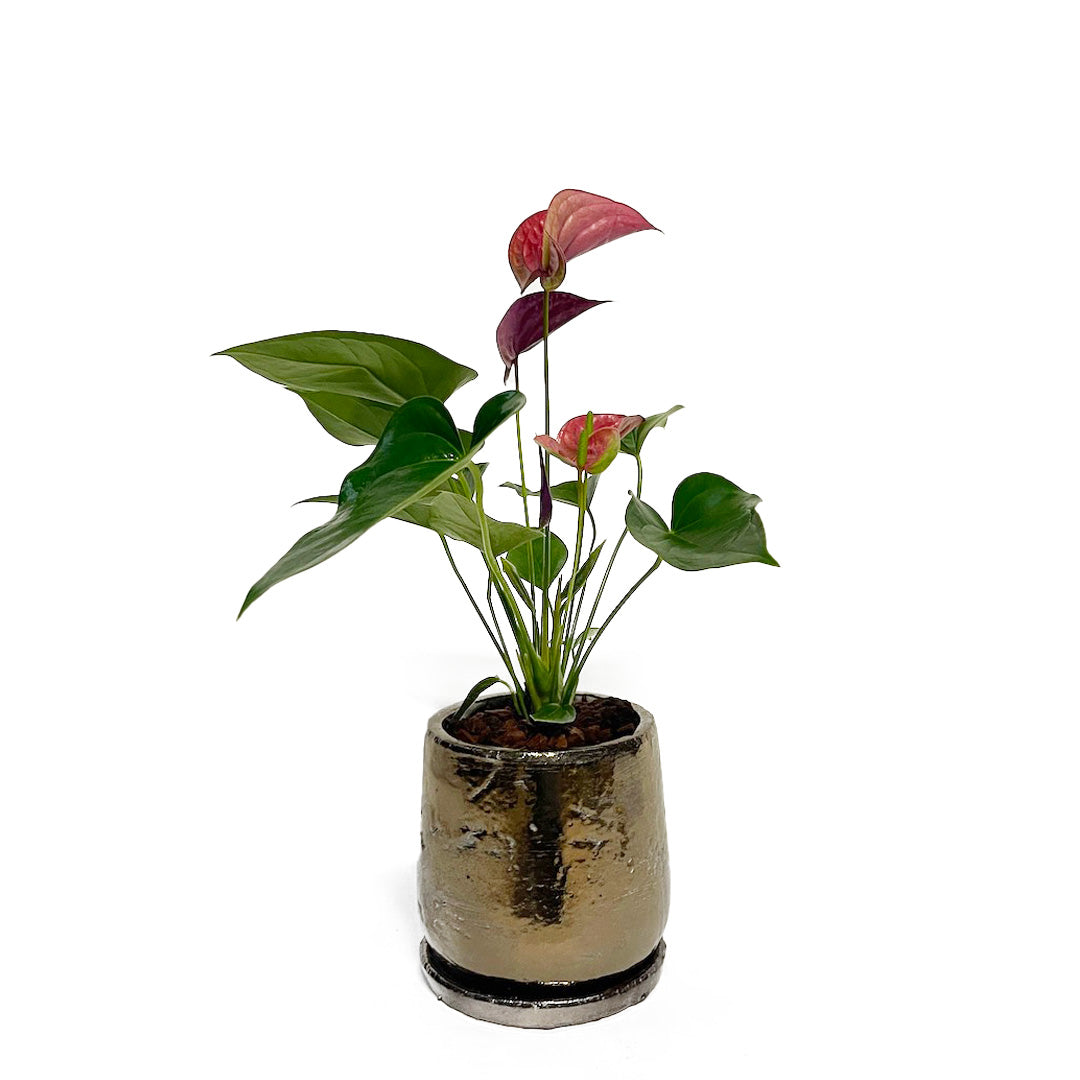 アンスリウム 雅 (ミヤビ) POT SET