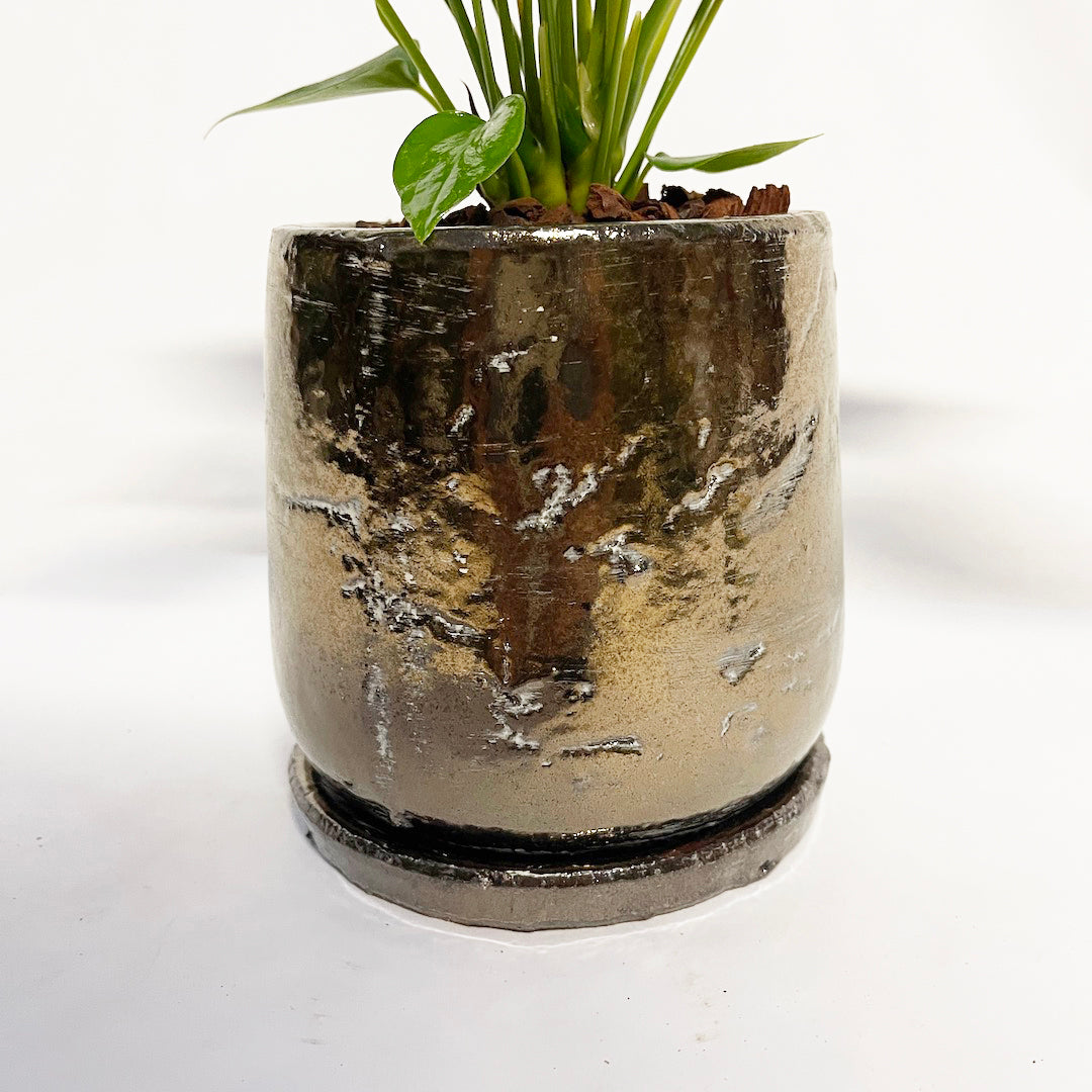 アンスリウム 雅 (ミヤビ) POT SET