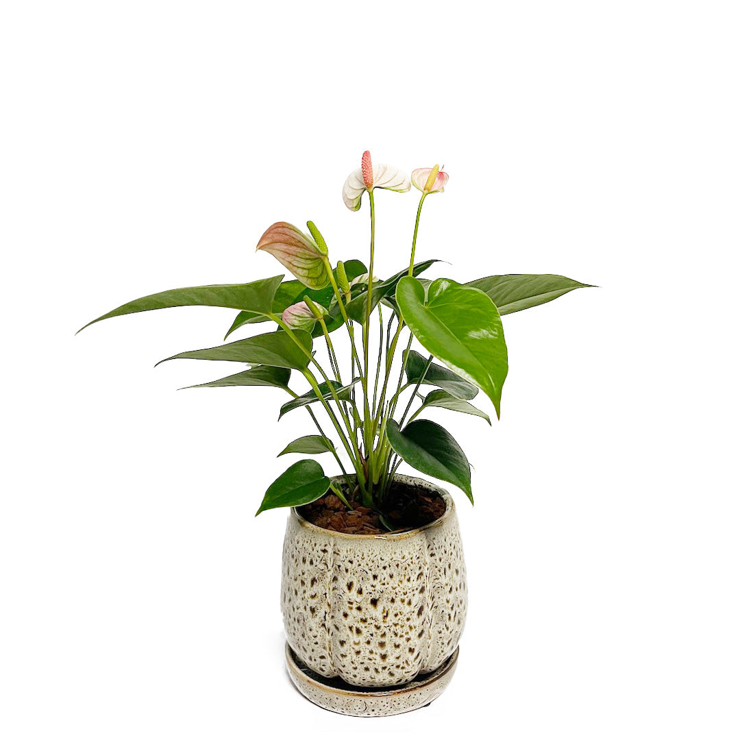 アンスリウム 彩 (サイ) POT SET