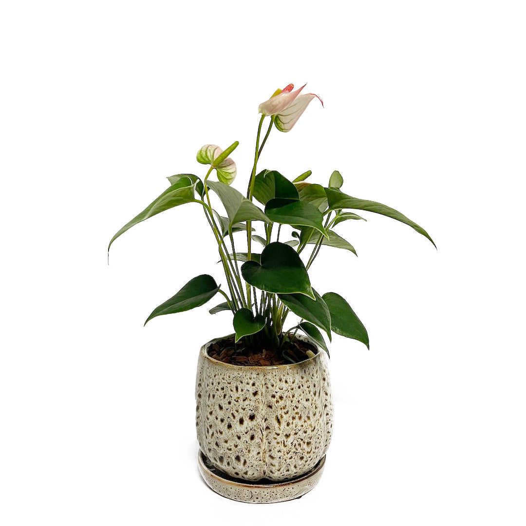 アンスリウム 彩 (サイ) POT SET