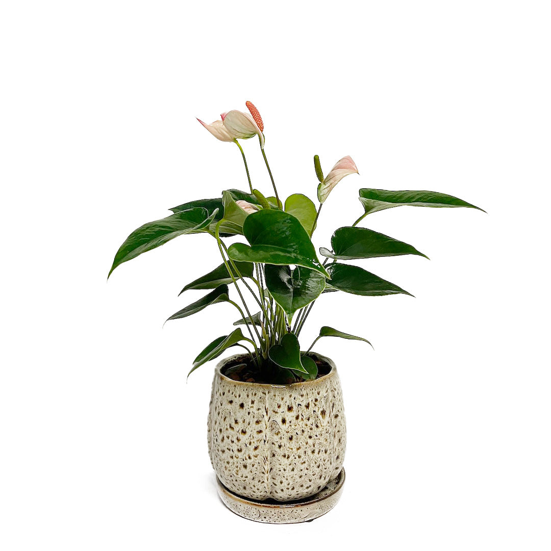 アンスリウム 彩 (サイ) POT SET