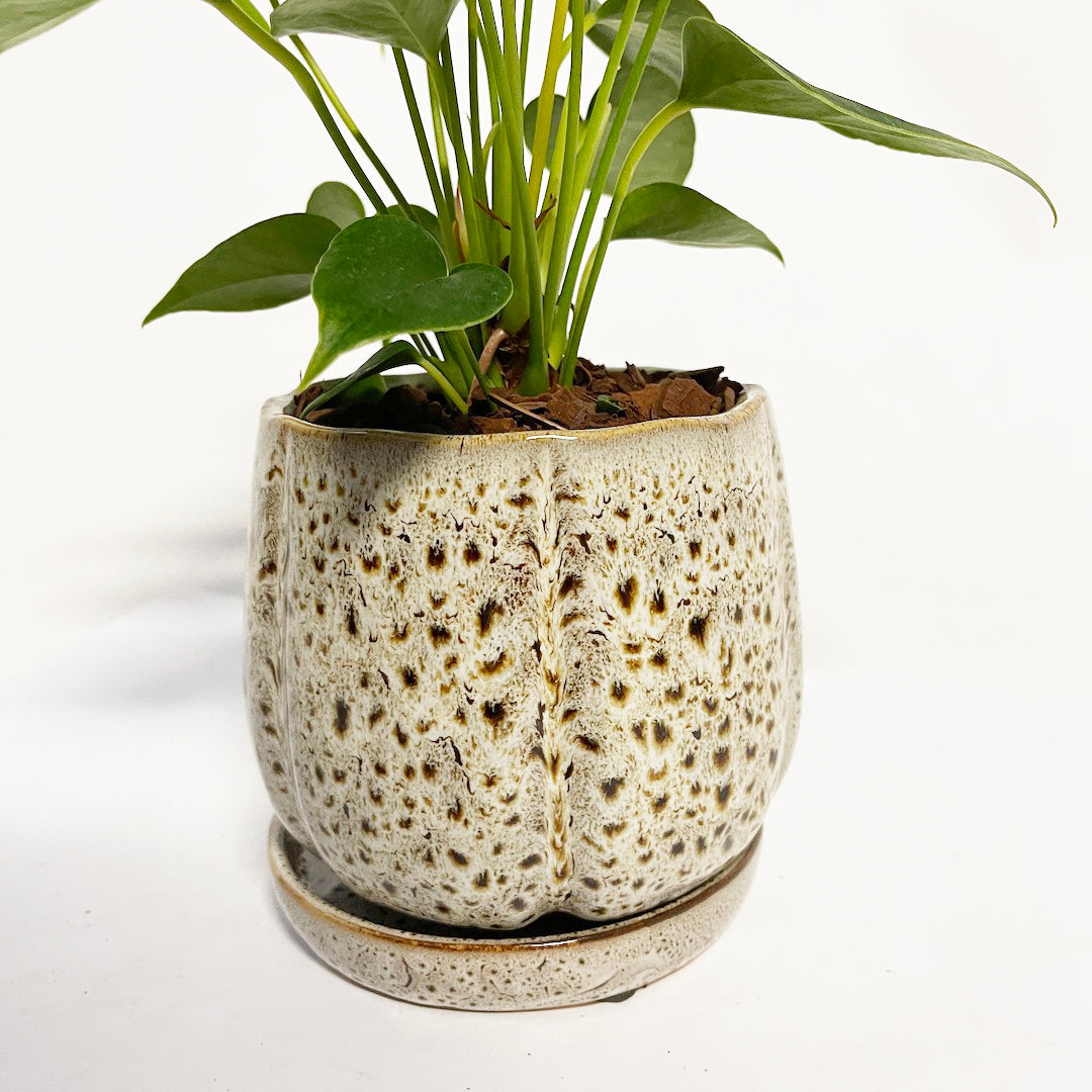 アンスリウム 彩 (サイ) POT SET