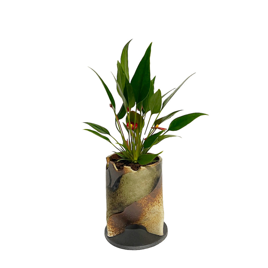 アンスリウム 紅かんざし POT SET