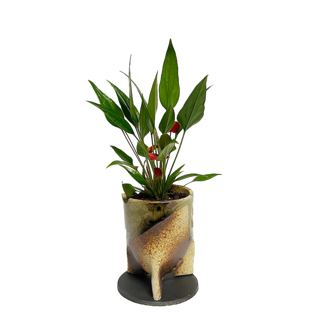 アンスリウム 紅かんざし POT SET