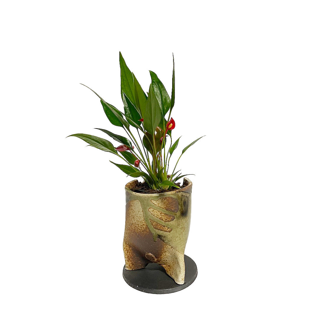 アンスリウム 紅かんざし POT SET