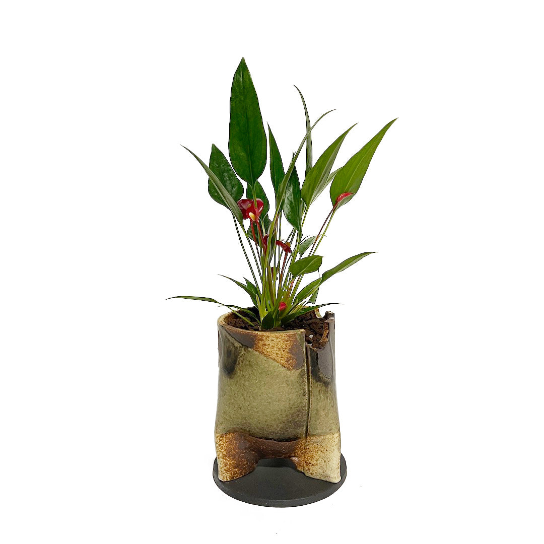 アンスリウム 紅かんざし POT SET