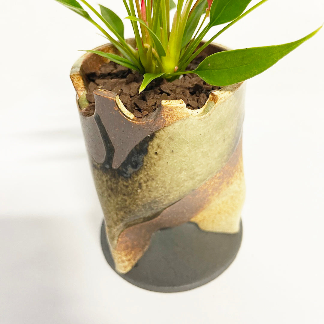 アンスリウム 紅かんざし POT SET