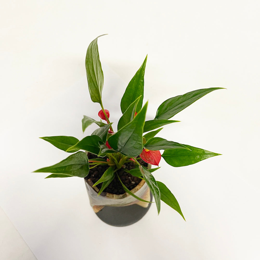 アンスリウム 紅かんざし POT SET