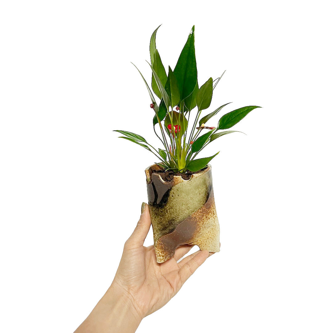アンスリウム 紅かんざし POT SET