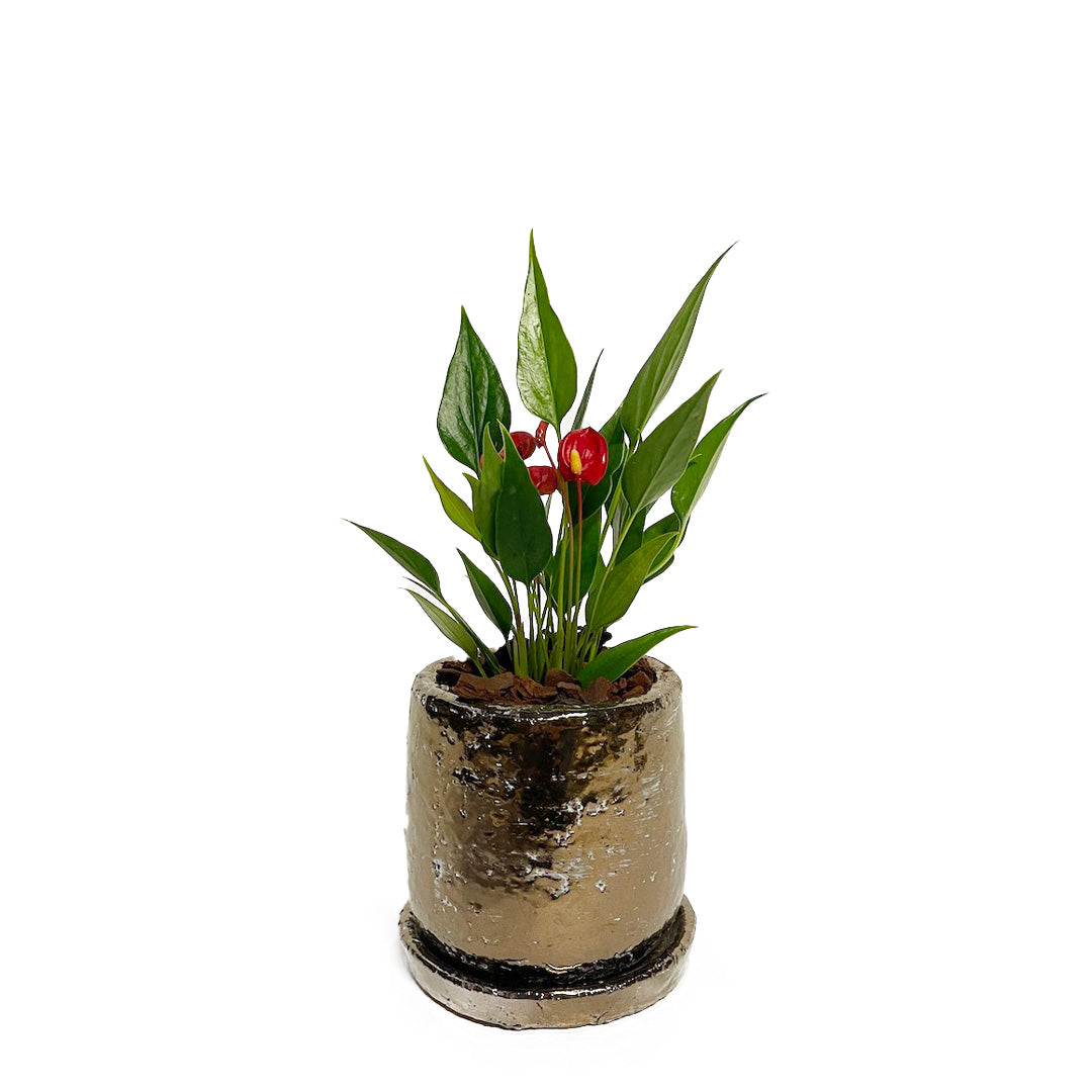 アンスリウム 紅かんざし POT SET