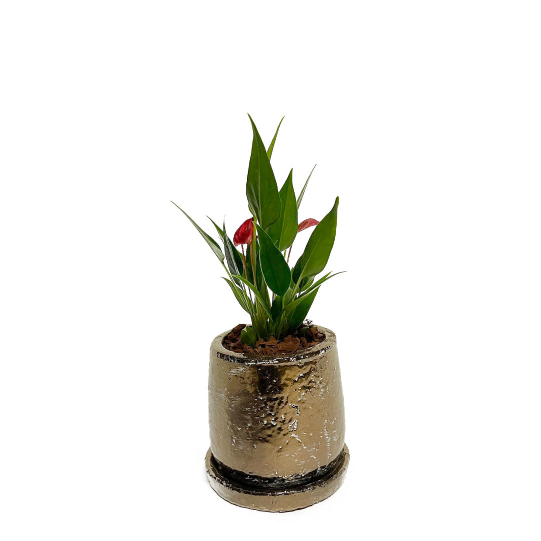 アンスリウム 紅かんざし POT SET