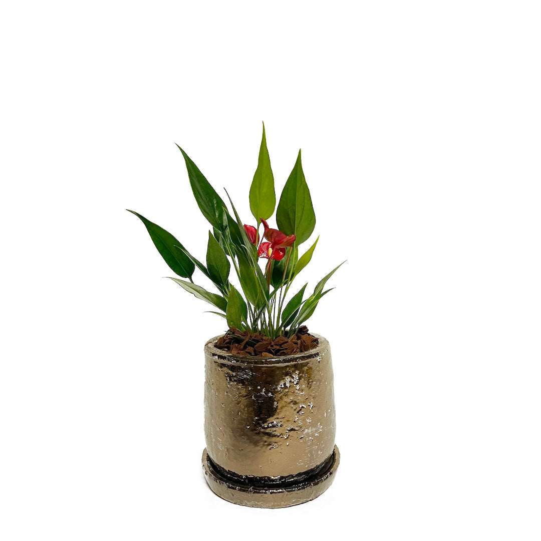 アンスリウム 紅かんざし POT SET