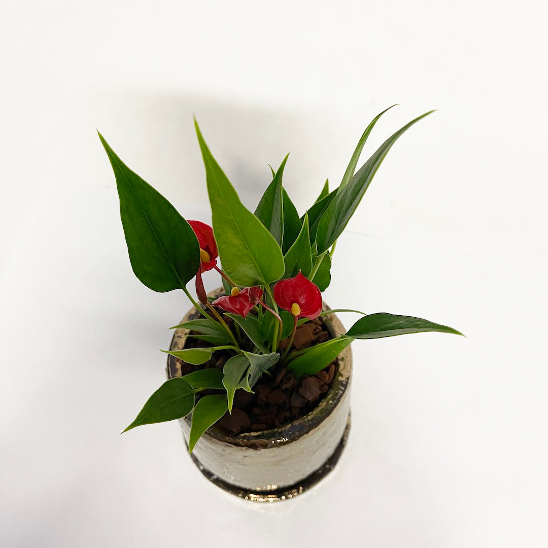 アンスリウム 紅かんざし POT SET