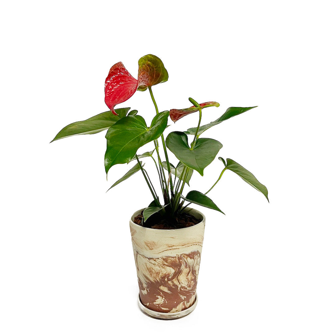アンスリウム バンビーノレッド POT SET