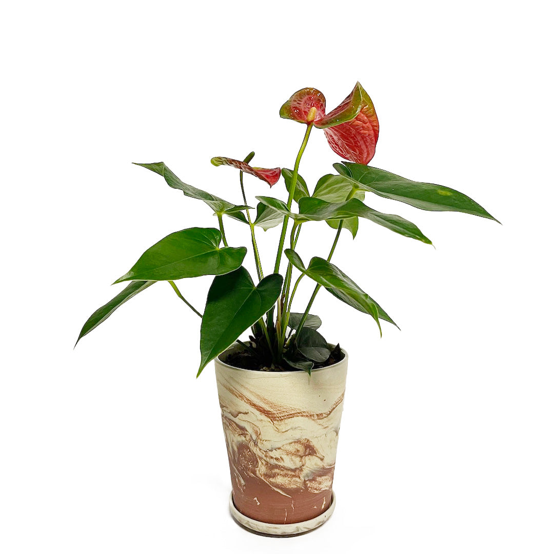 アンスリウム バンビーノレッド POT SET
