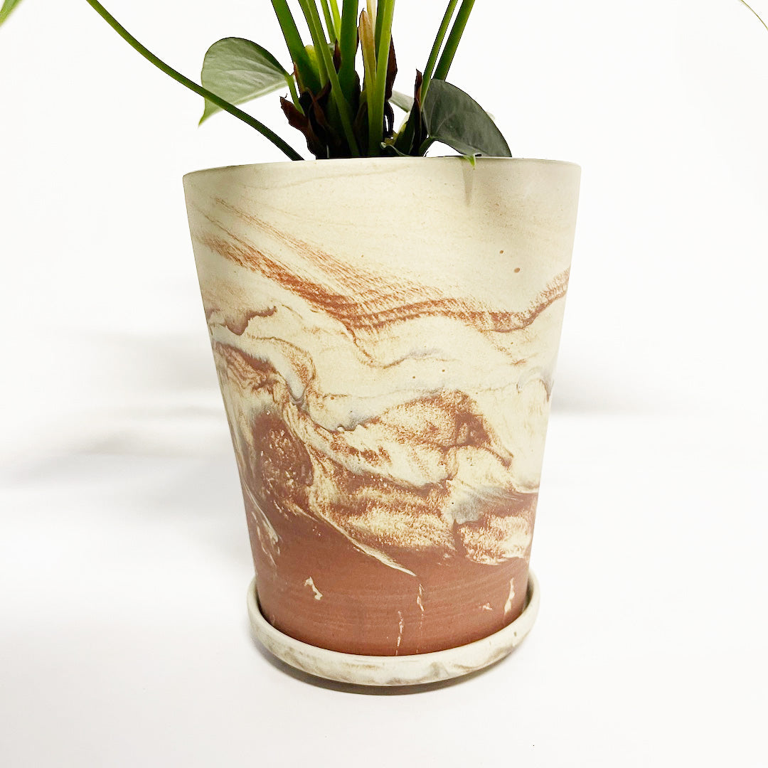 アンスリウム バンビーノレッド POT SET
