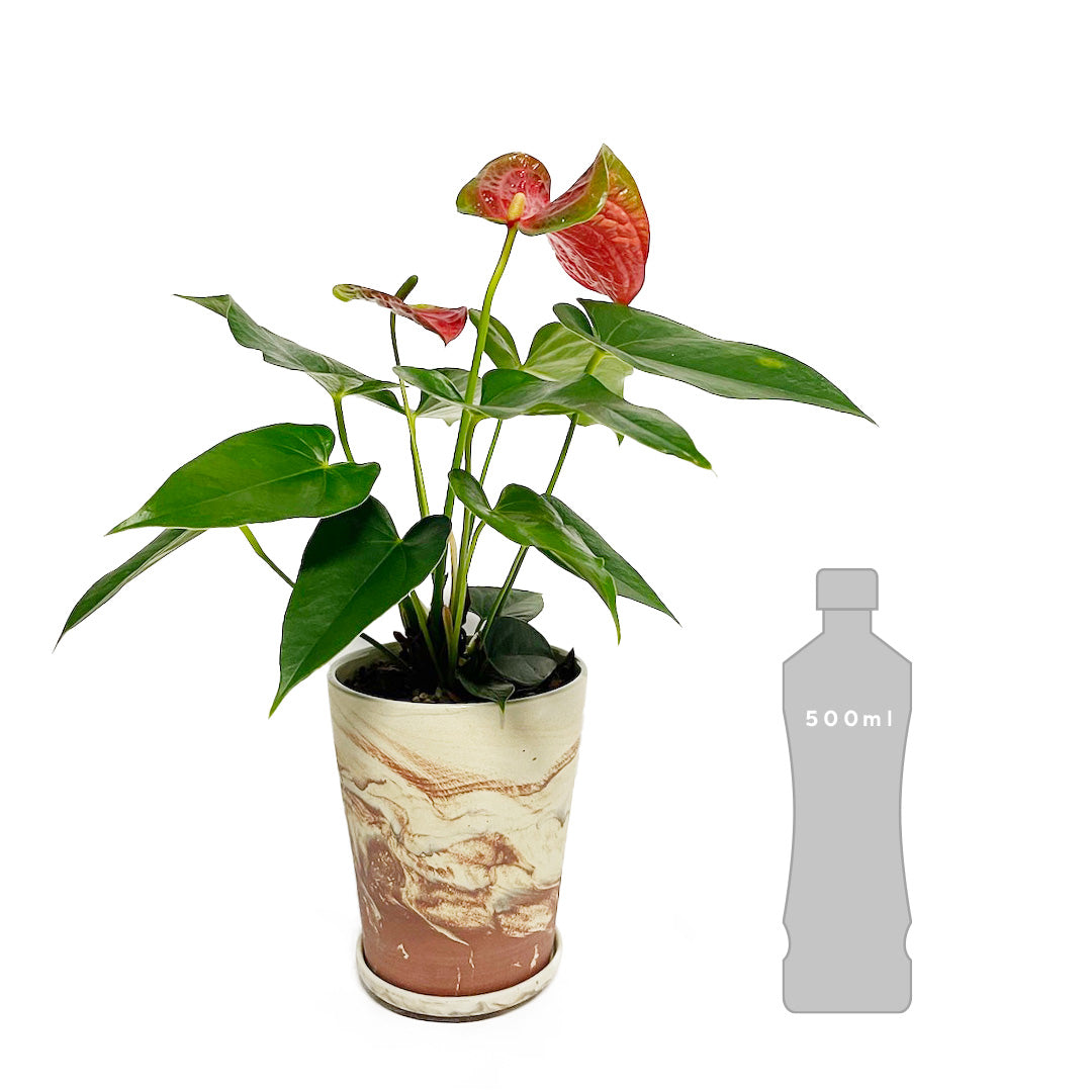 アンスリウム バンビーノレッド POT SET