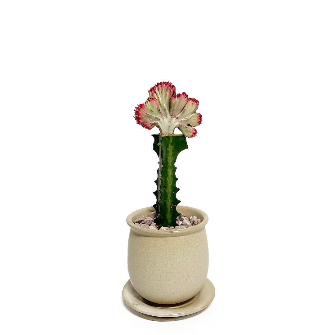 接木 ユーフォルビア マハラジャ POT SET