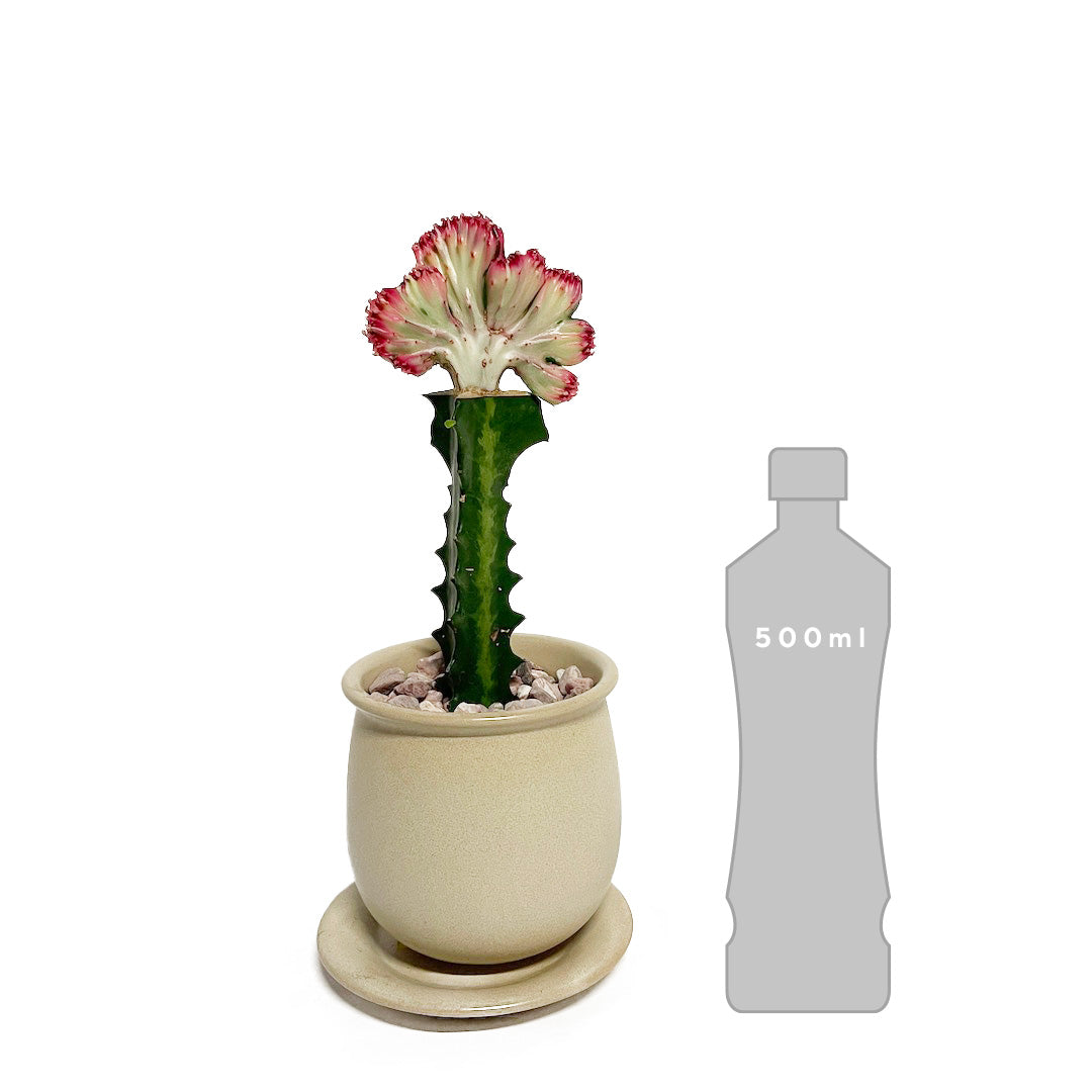 接木 ユーフォルビア マハラジャ POT SET
