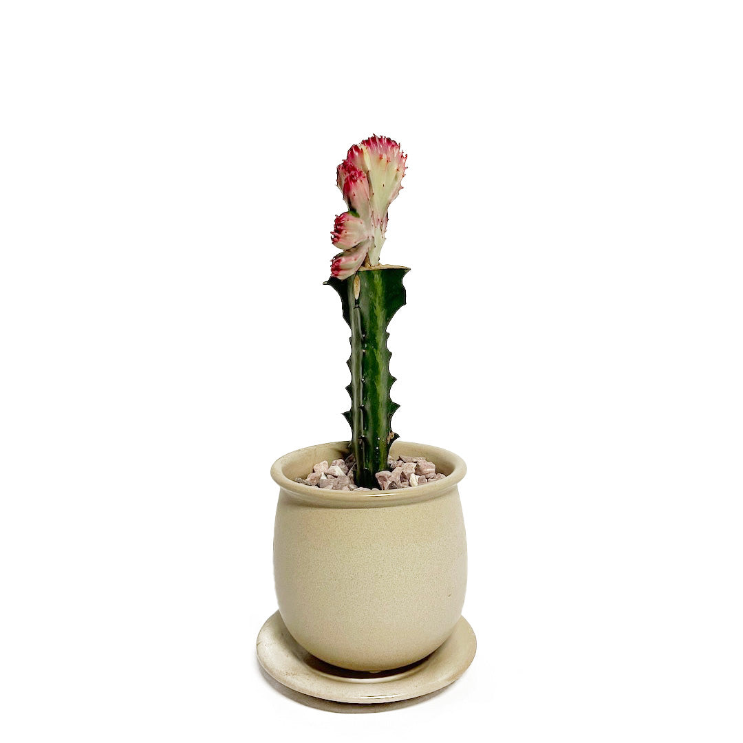 接木 ユーフォルビア マハラジャ POT SET