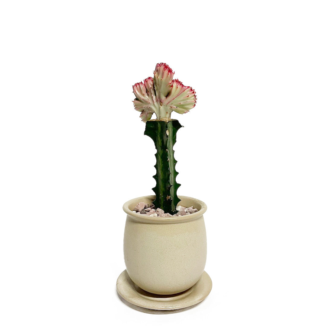 接木 ユーフォルビア マハラジャ POT SET