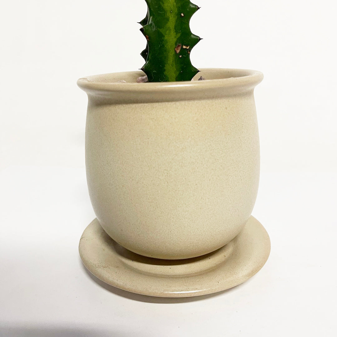 接木 ユーフォルビア マハラジャ POT SET