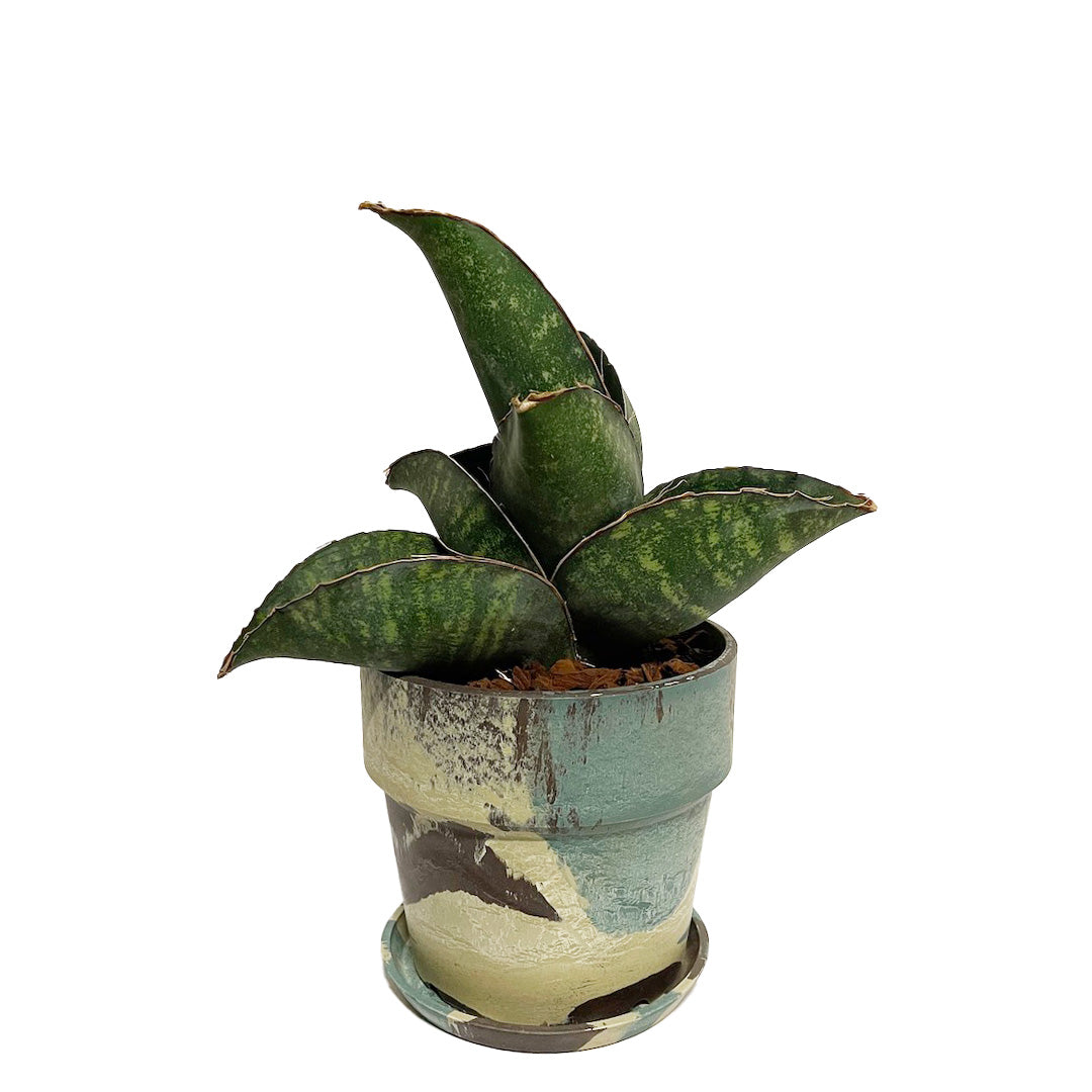 サンスベリア ドラゴンウィング POT SET