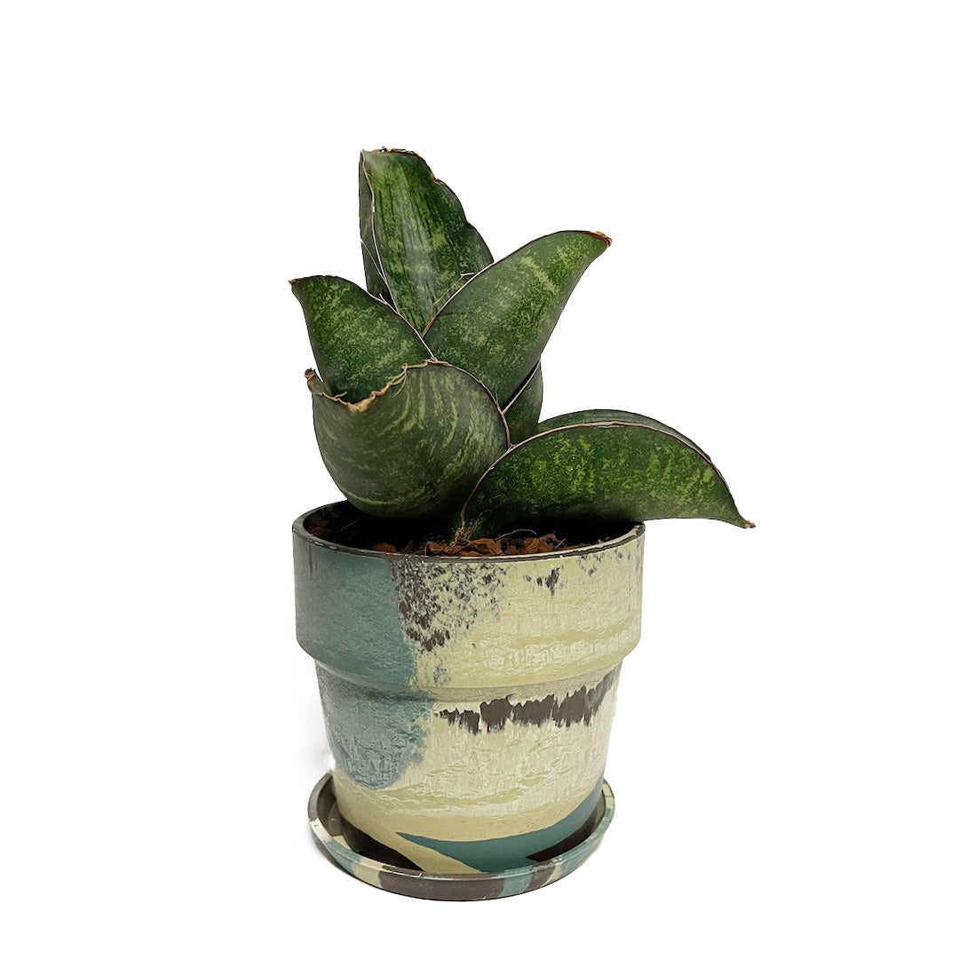 サンスベリア ドラゴンウィング POT SET