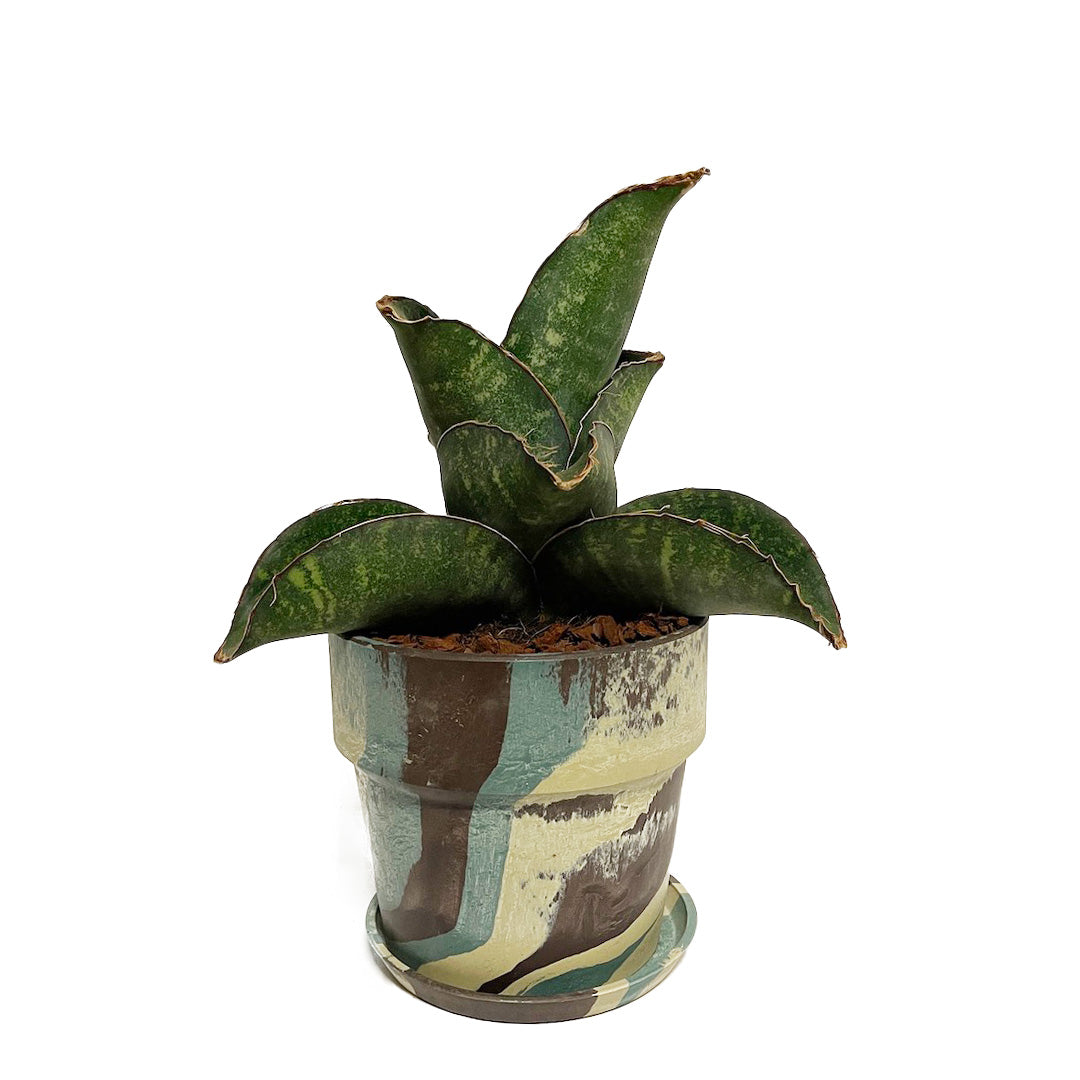 サンスベリア ドラゴンウィング POT SET