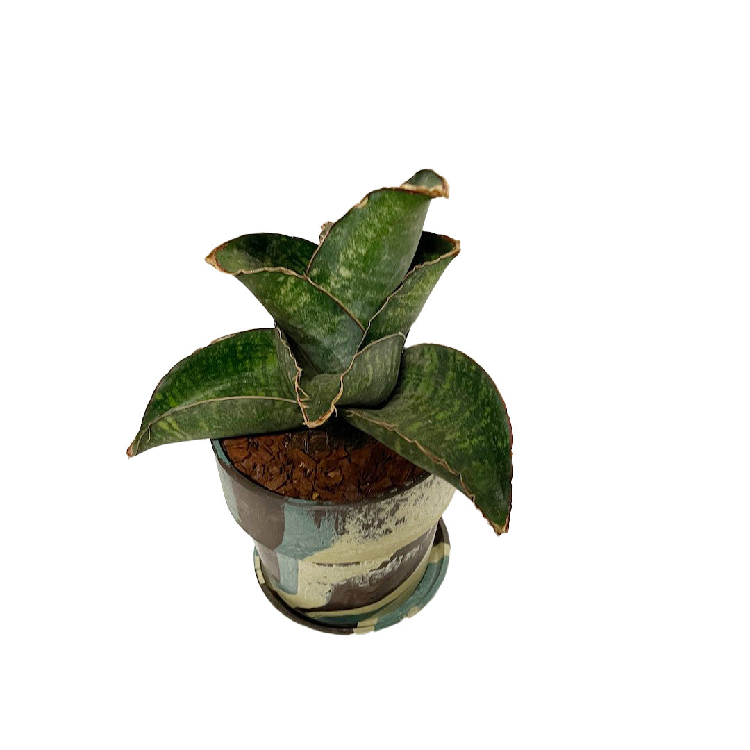 サンスベリア ドラゴンウィング POT SET