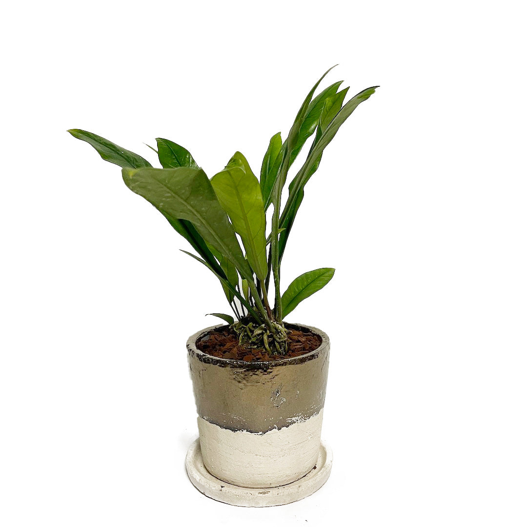 アンスリウム フーケリー POT SET