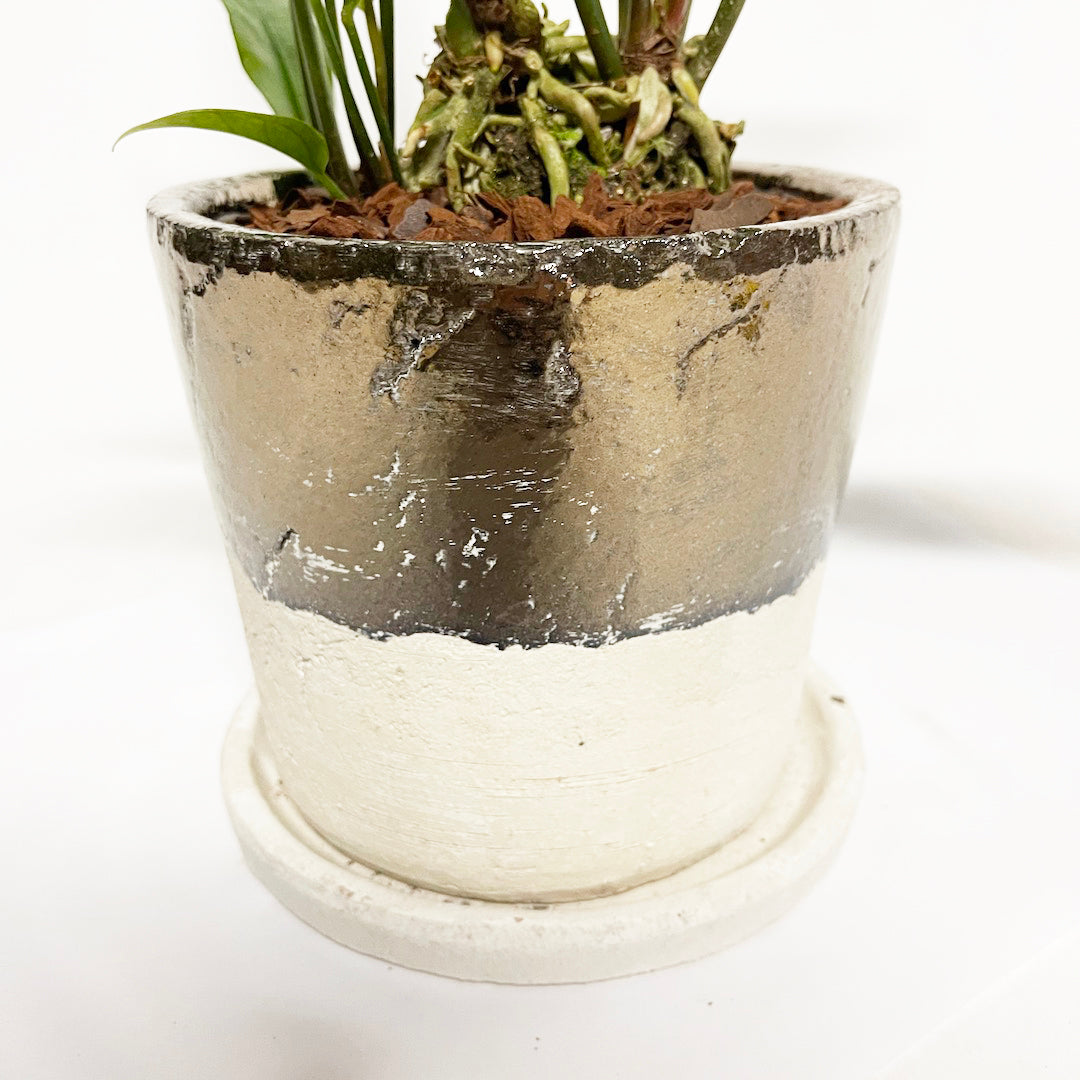 アンスリウム フーケリー POT SET
