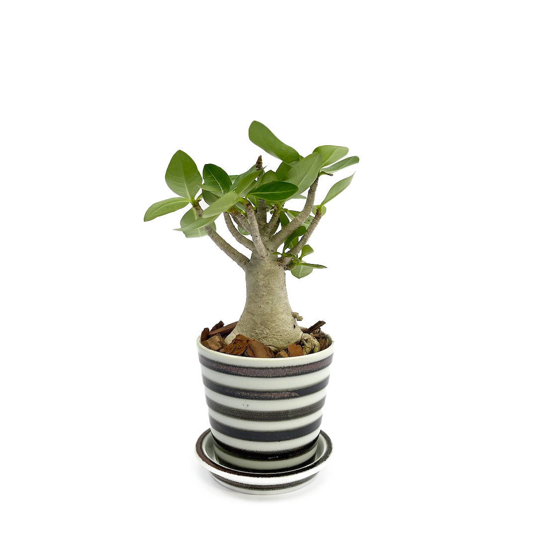 es table POT