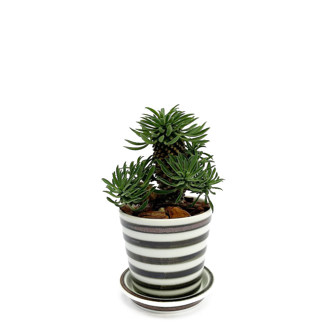 es table POT