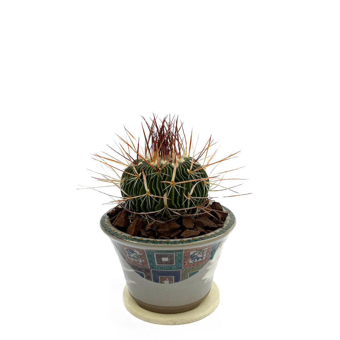 サボテン 千波万波 POT SET