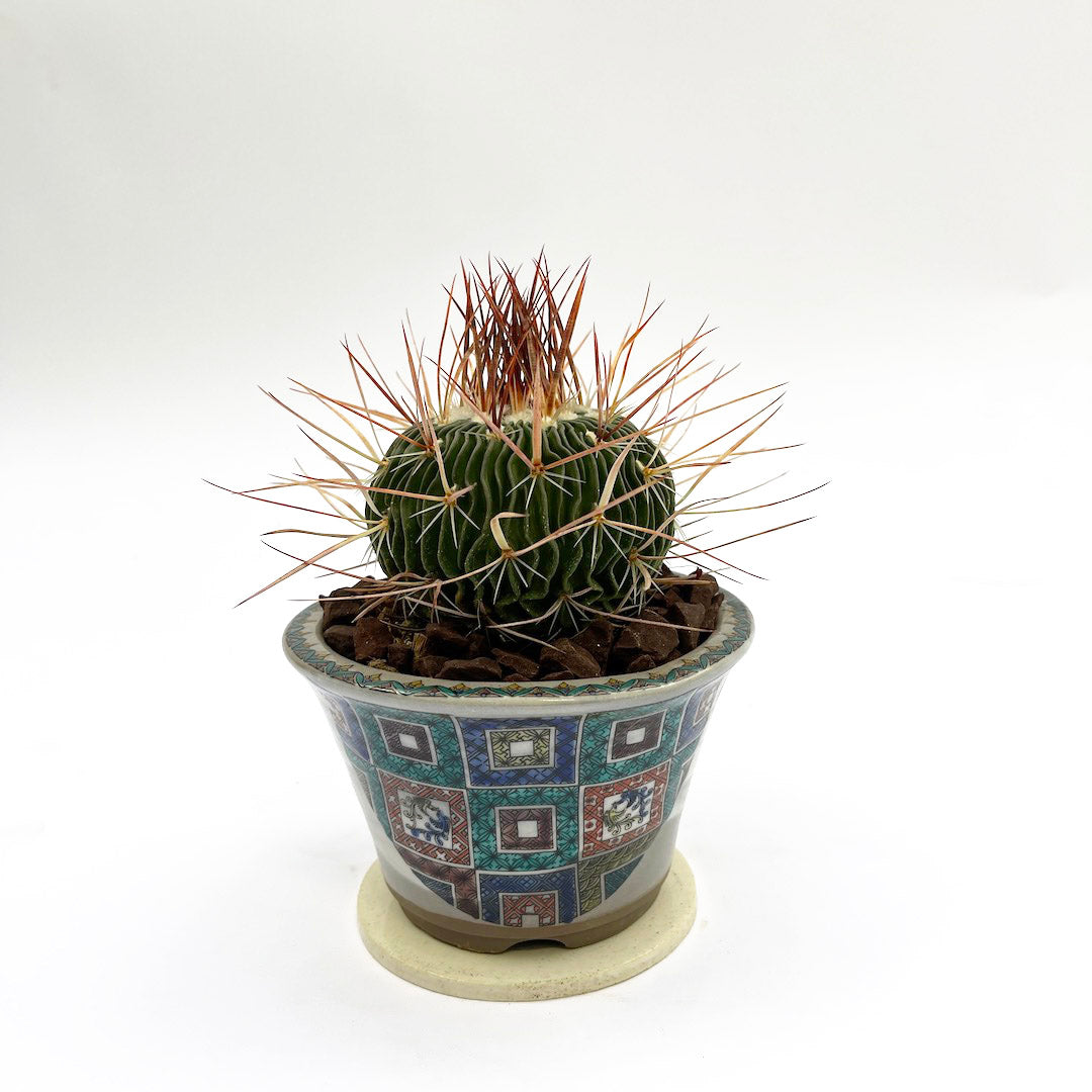 サボテン 千波万波 POT SET